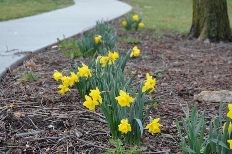 Image of daffodils in bloom at Hiram Young Park