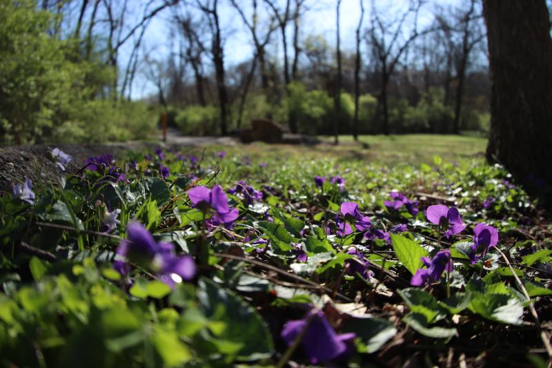 Image of flowers at George Owens Nature Park in the springtime
